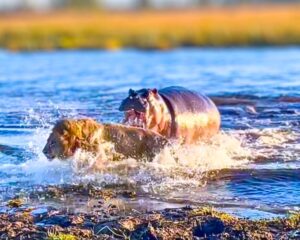 Read more about the article Animals Clash: Hippo Attacks Three Lions Trying to Cross the River