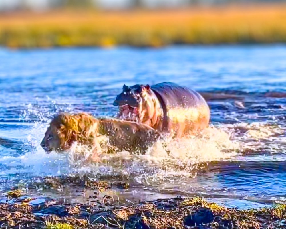 You are currently viewing Animals Clash: Hippo Attacks Three Lions Trying to Cross the River