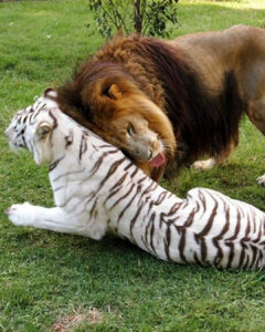 Read more about the article An Unforgettable Lion and Tiger Love Story: The Lion Who Lost His Mane for Love