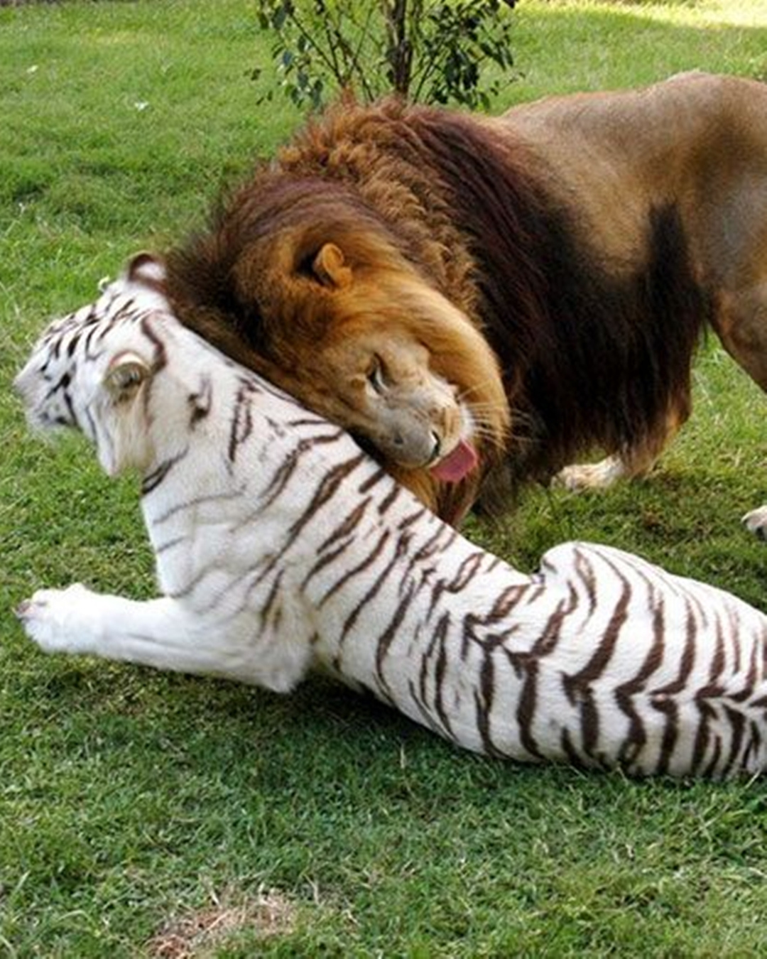 You are currently viewing An Unforgettable Lion and Tiger Love Story: The Lion Who Lost His Mane for Love