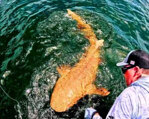 Read more about the article Bright Orange Shark With Two Rare Conditions Stuns Scientists in the Caribbean