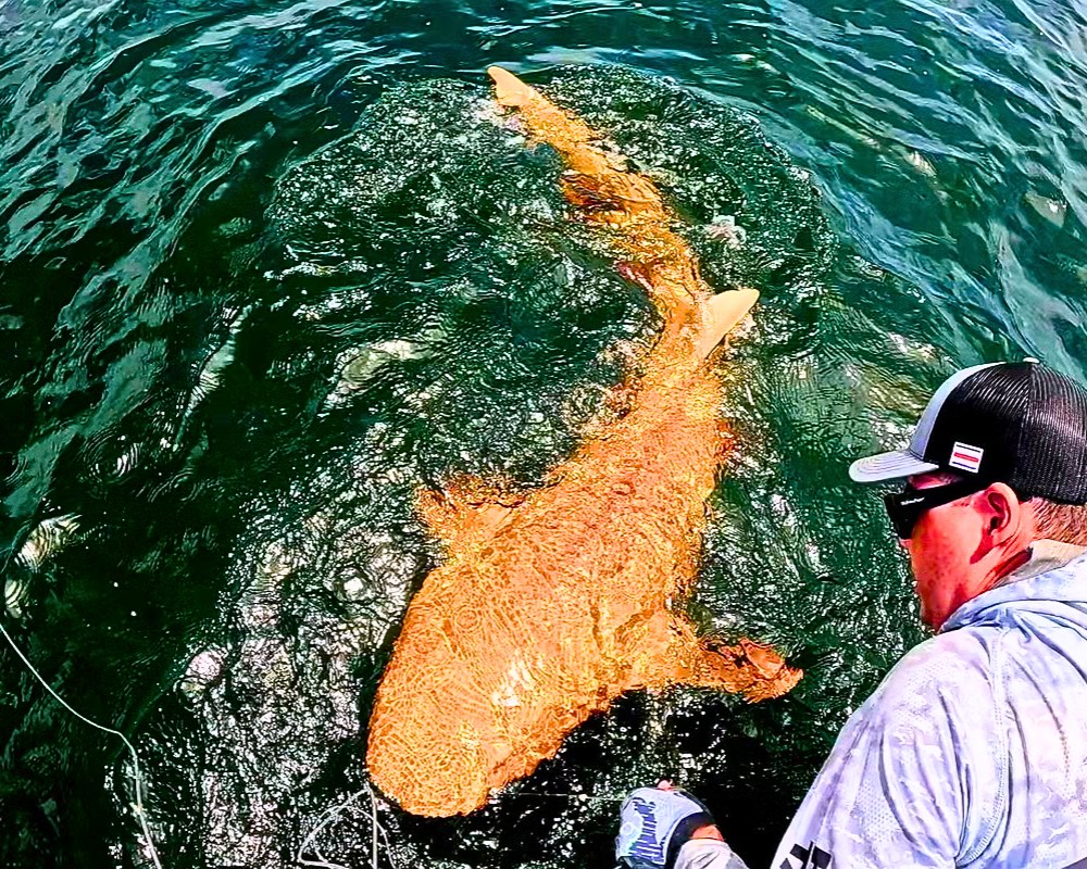 Read more about the article Bright Orange Shark With Two Rare Conditions Stuns Scientists in the Caribbean
