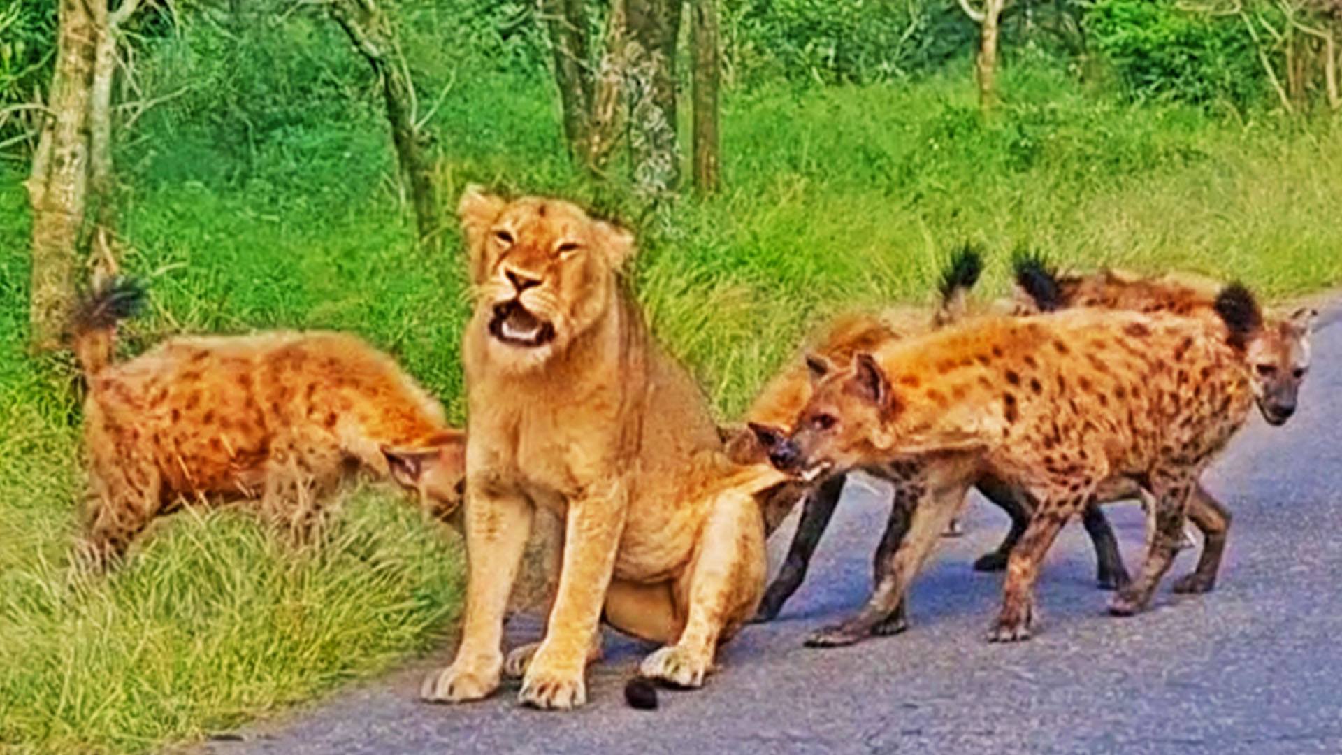 You are currently viewing Animals in Conflict: Old Lioness Makes Desperate Escape from Hyena Attack