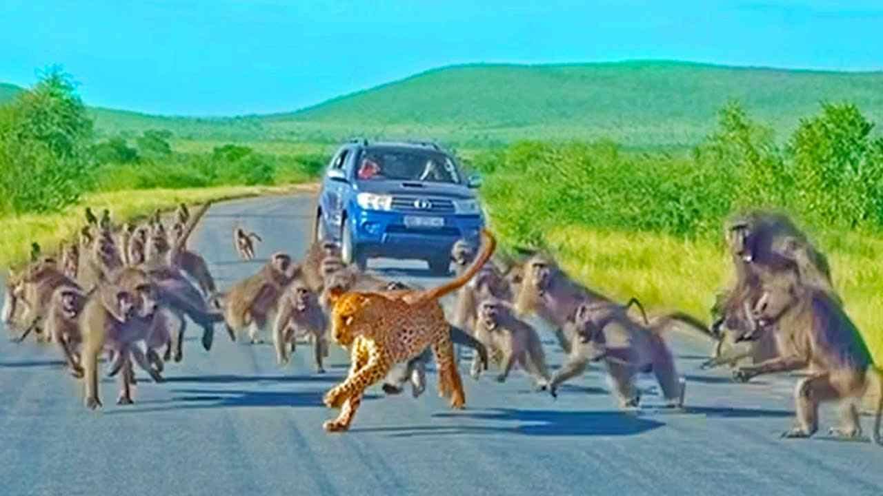 You are currently viewing Animals Fight Back: 50 Baboons Attack Leopard in Roadside Ambush