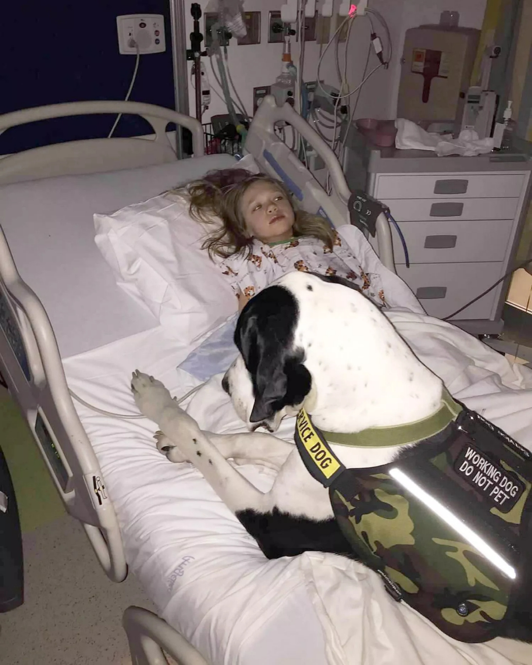 Read more about the article Animal Life Stories: The Guardian with Four Paws Who Healed a Little Girl’s Heart