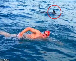 Read more about the article Animals to the Rescue: Dolphins Save British Swimmer from 6ft Shark