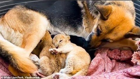 You are currently viewing Animals & Heart: German Shepherd “Sandra” Fosters Two Lion Cubs After Mom Rejects Them