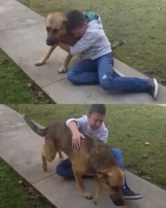 Read more about the article Animal Life Stories: The Dog Who Beat Cancer and Taught the World About Hope