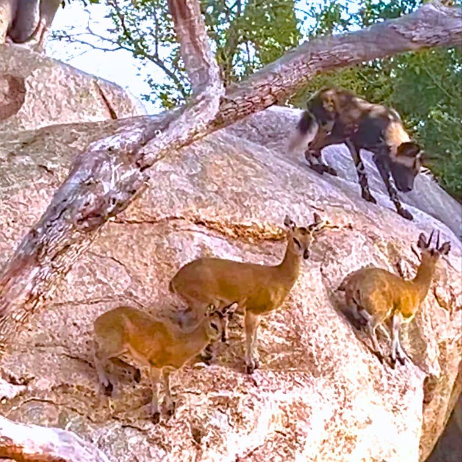 You are currently viewing Animals Outsmart Predators: Cliff-Standing Antelope Outsmart Wild Dog Pack in Dramatic Hunt