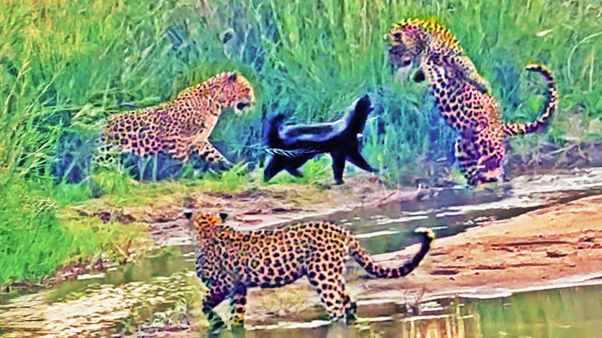 You are currently viewing Animals That Never Back Down: Honey Badger Battles 3 Leopards and Walks Away