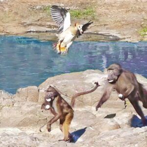 Read more about the article Animals at War: Angry Birds Fight Baboons Stealing Their Eggs