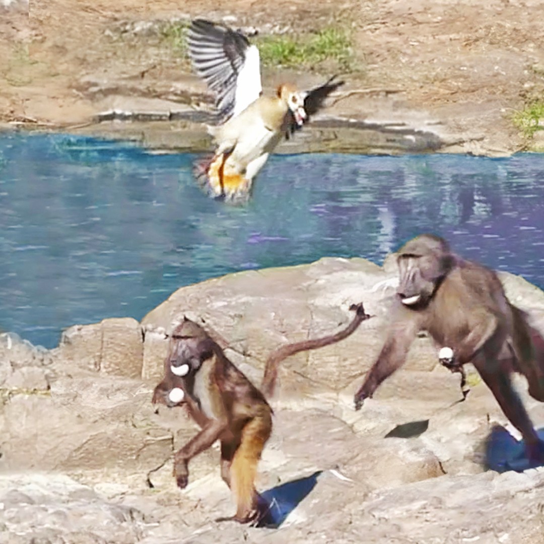 You are currently viewing Animals at War: Angry Birds Fight Baboons Stealing Their Eggs