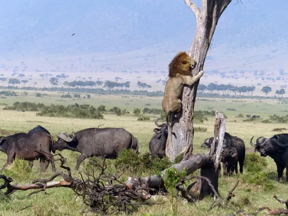 You are currently viewing Lion Escapes Angry Buffalo by Climbing a Tree – A Rare Moment in the Wild