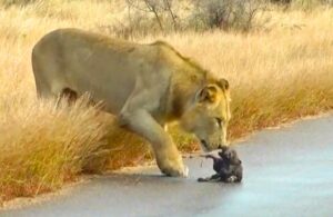 Read more about the article Animals in Peril: Lions Attack Wild Dog Puppies During a Daring Relocation