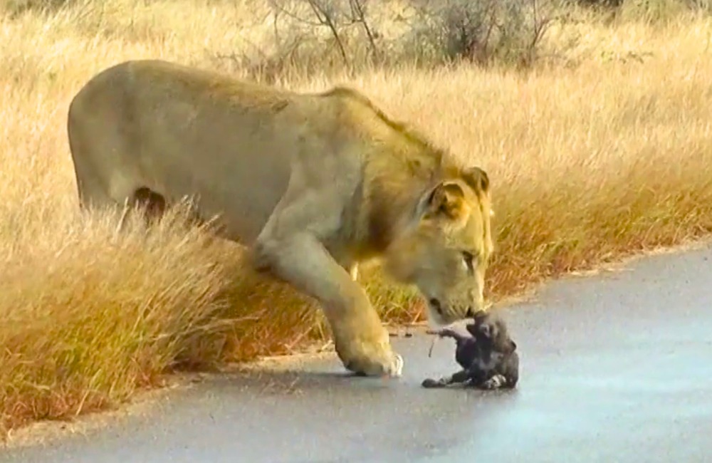 You are currently viewing Animals in Peril: Lions Attack Wild Dog Puppies During a Daring Relocation