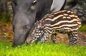 Read more about the article Animals at Chester Zoo: Solo the Malayan Tapir Calf Takes His First Outdoor Adventure