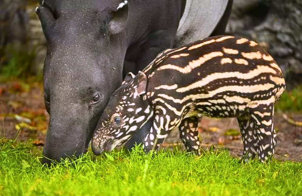 Solo the Malayan tapir calf goes on his first outdoor adventure at Chester Zoo