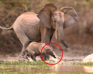 Read more about the article Animals in Action: Baby Elephant Escapes Crocodile at a Watering Hole in Zimbabwe
