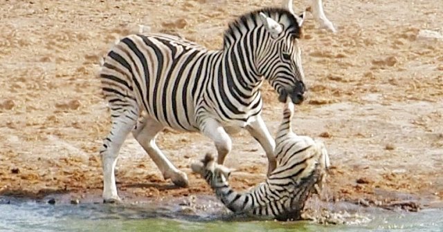 You are currently viewing Animals in Conflict: Zebra Mother Fights to Save Foal from Violent Rival