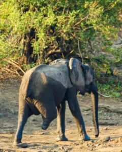 Read more about the article The Three-Legged Elephant: A Story of Strength Beyond Survival