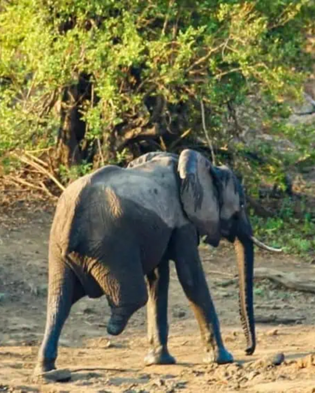 Read more about the article The Three-Legged Elephant: A Story of Strength Beyond Survival