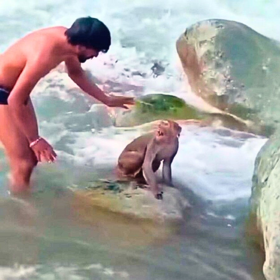 You are currently viewing Animals in Danger: Brave Men Risk Lives to Save Stranded Monkey