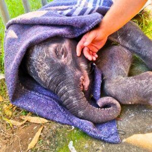 Read more about the article Baby Elephant Rescue in Mozambique Shows the Power of Animals and Human Kindness