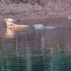 Read more about the article Animals Show Empathy: Crocodiles Save Stray Dog from Danger Instead of Attacking