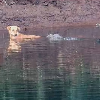 You are currently viewing Animals Show Empathy: Crocodiles Save Stray Dog from Danger Instead of Attacking