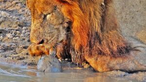 Read more about the article Animals Surprise Again: Bold Turtle Stuns Lions at Waterhole