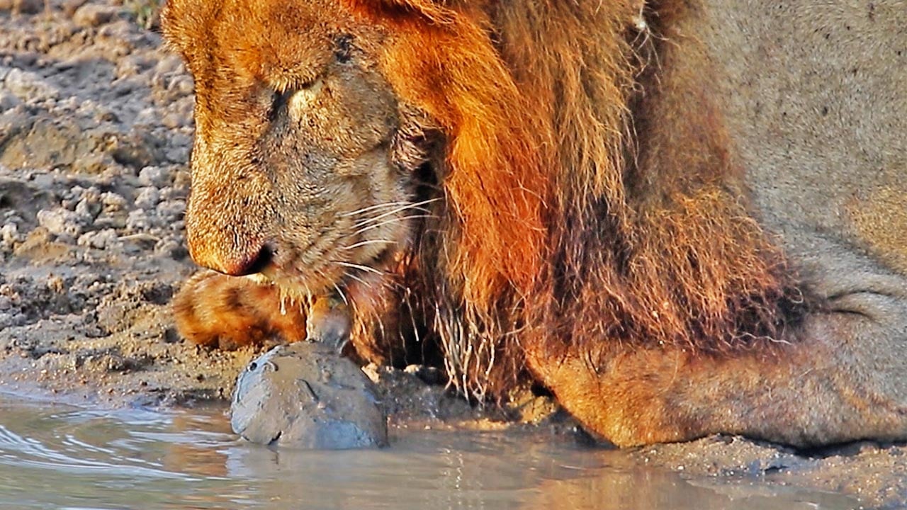 You are currently viewing Animals Surprise Again: Bold Turtle Stuns Lions at Waterhole