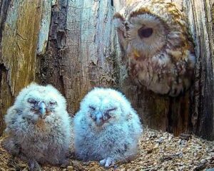 Read more about the article Heartbroken Mother Owl Finally Becomes a Mom: Adopts Orphaned Owlets in Touching Video
