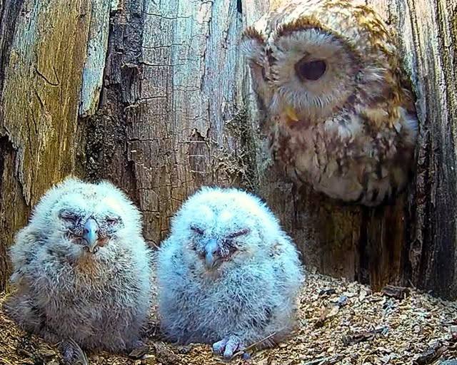 You are currently viewing Heartbroken Mother Owl Finally Becomes a Mom: Adopts Orphaned Owlets in Touching Video