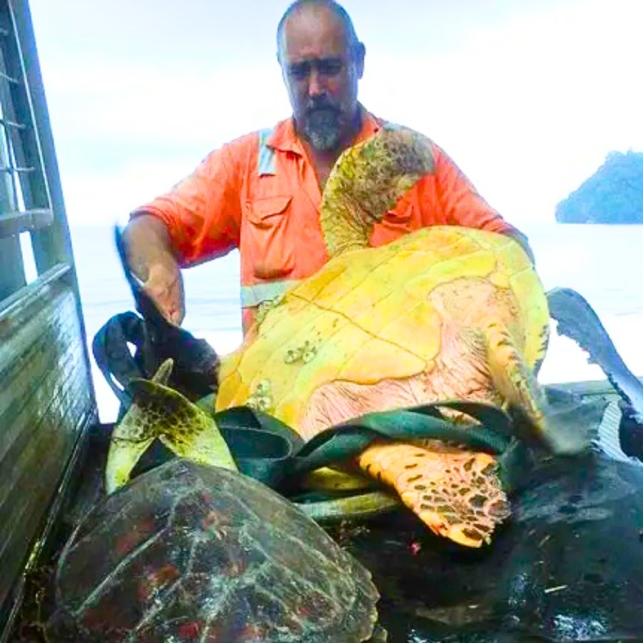 You are currently viewing Simple Sea Turtle Rescue: Man Buys Freedom for Endangered Lives
