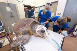 Read more about the article Brave Mother Turtle’s Incredible Survival: Lays 100 Eggs After Shark Attack