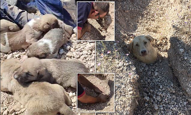 Read more about the article Rescue in the Rubble: Turkish Vet Saves Mother Dog and Seven Puppies After Landslide