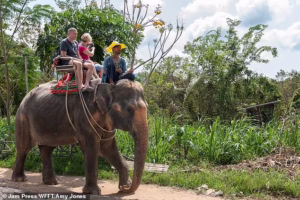 Read more about the article Pai Lin: The Elephant Who Carried the Weight of Tourism for 25 Years