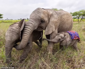 Read more about the article Orphaned Elephant Adoption: How Two Young Survivors Gave Eliot a New Family