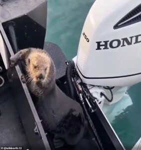 Read more about the article Animals in the Wild: Brave Otter Escapes Killer Orca by Jumping Onto a Boat