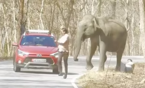 Read more about the article Wildlife Scare: Two Men in Karnataka Narrowly Escape Elephant Attack While Taking a Selfie