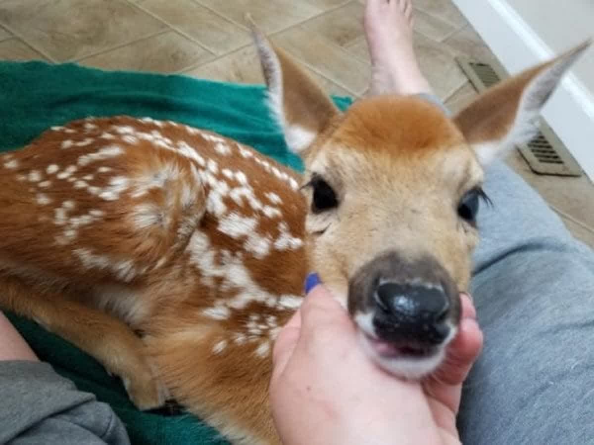 You are currently viewing Wildlife Refuge: Baby Deer Seek Shelter Inside Woman’s Home During Storm