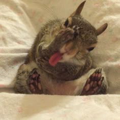 You are currently viewing Understanding a Baby Squirrel’s Tiny Plea for Help