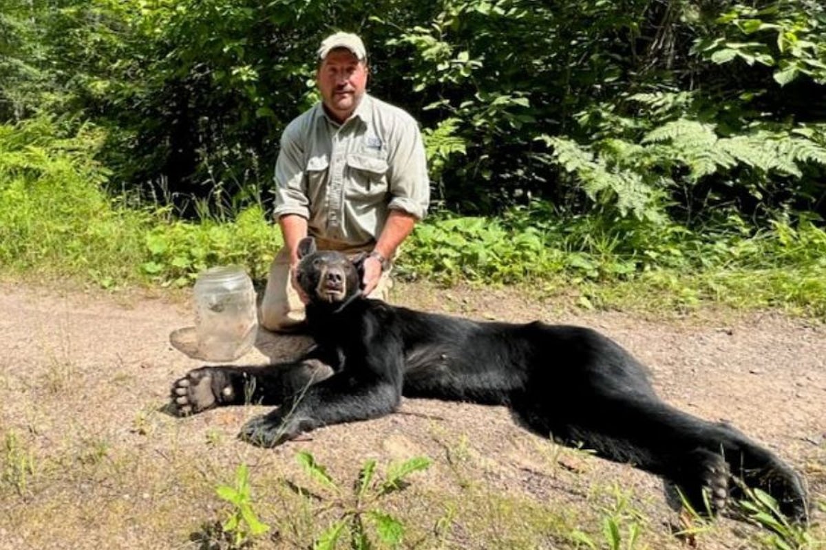 You are currently viewing Against the Odds: The Wisconsin Bear Who Survived a Week With Her Head Stuck in a Jar