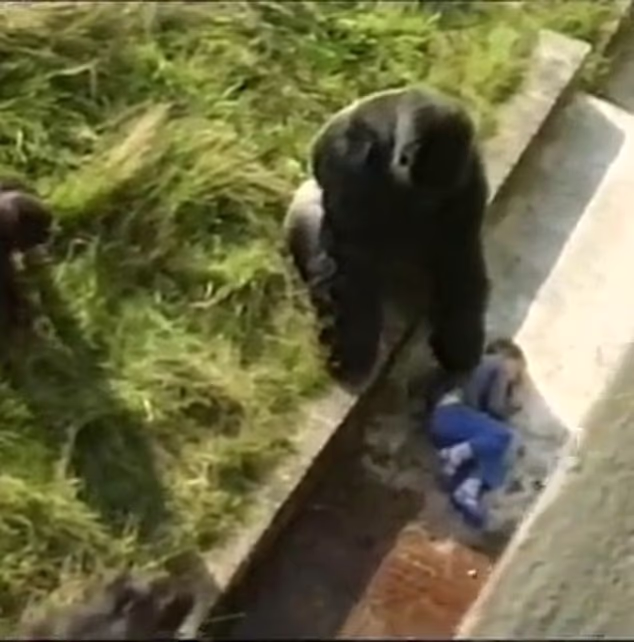 You are currently viewing Wildlife Encounter: How Falling Into a Gorilla Enclosure Changed My Life Forever