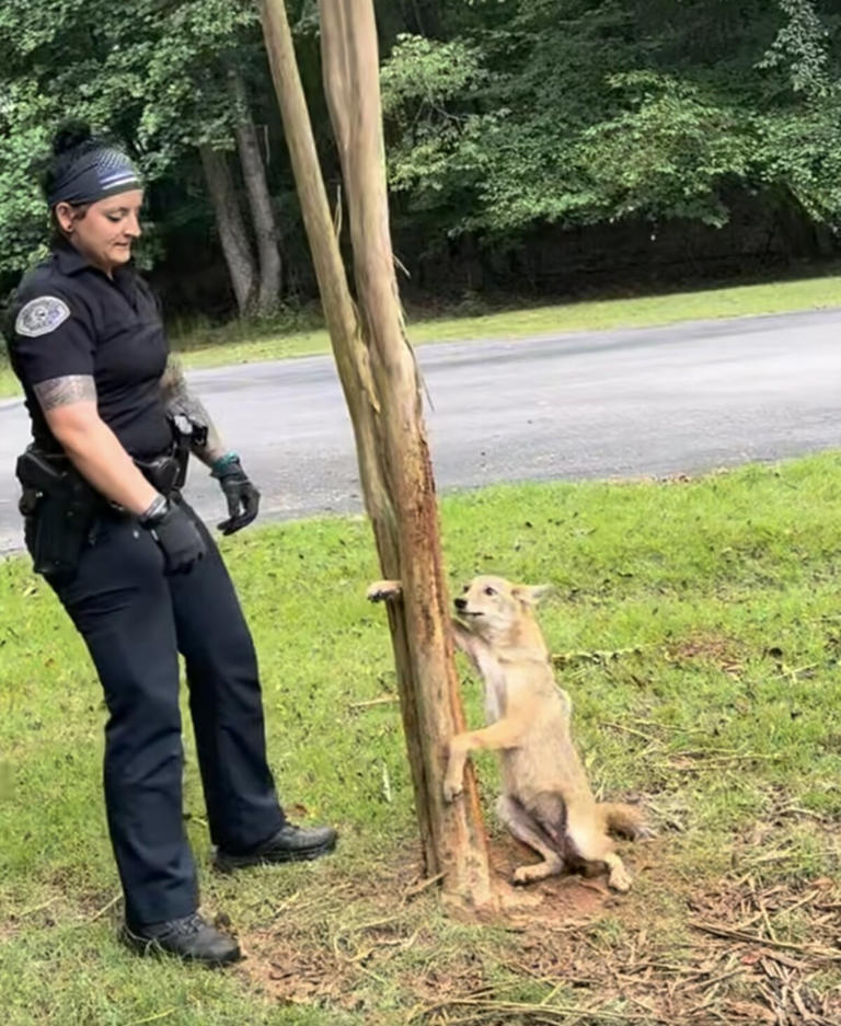 You are currently viewing Rescue Story: Coyote Trapped in Tree Surprised by Human Kindness in Alabama