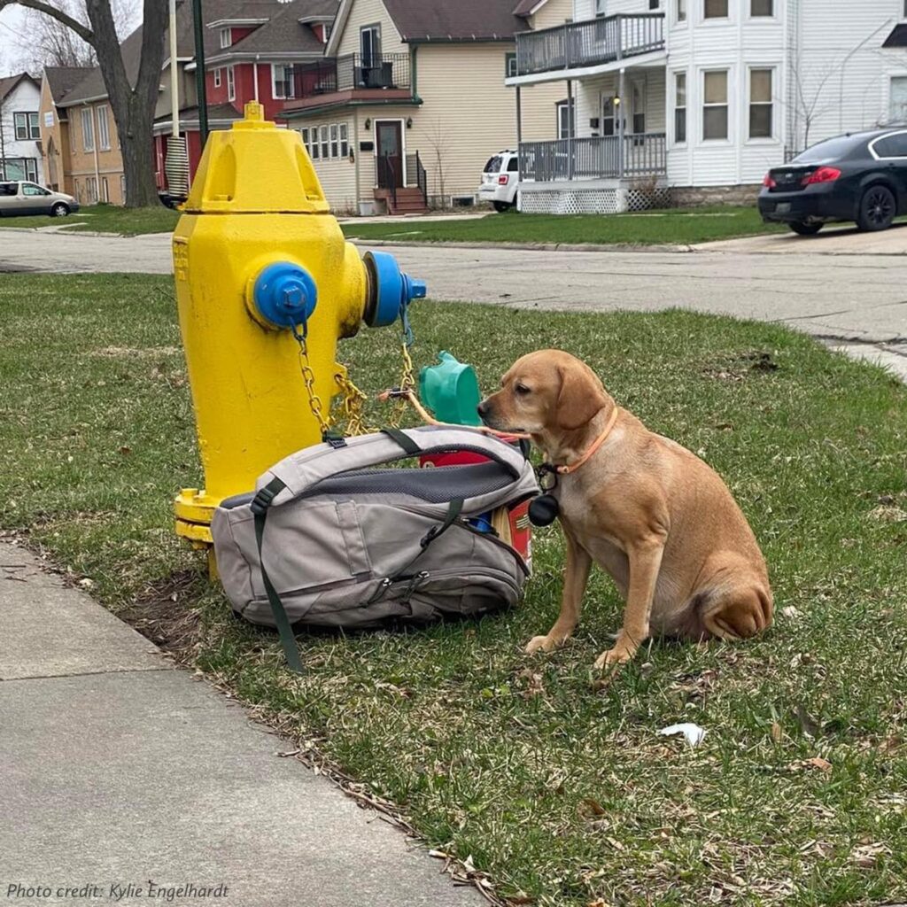 You are currently viewing The Heartbreaking Story of the Dog by the Fire Hydrant