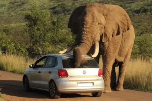 Read more about the article Animals and Chaos: Elephant Uses Car to Scratch Itch in Safari Park
