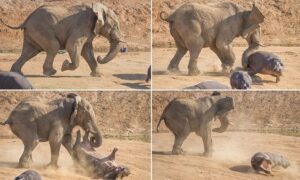 Read more about the article Animals Clash: Angry Elephant Flips Mother Hippo to Protect Feeding Ground