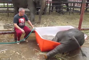 Read more about the article The Baby Elephant Who Became a Joyful, Hose-Stealing Star