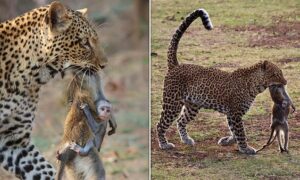 Read more about the article Wildlife Reality: Baby Monkey Clings to Dead Mother as Leopard Hunts in Zambia